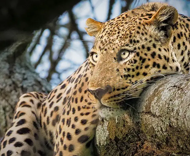 Bild_Leoparden im Baum_Fotosafari.jpg