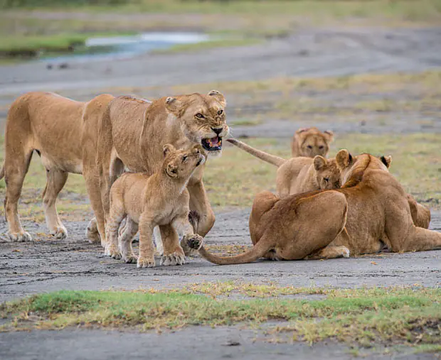 Bild_Löwengruppe während einer privaten Safari in Tansania.jpg