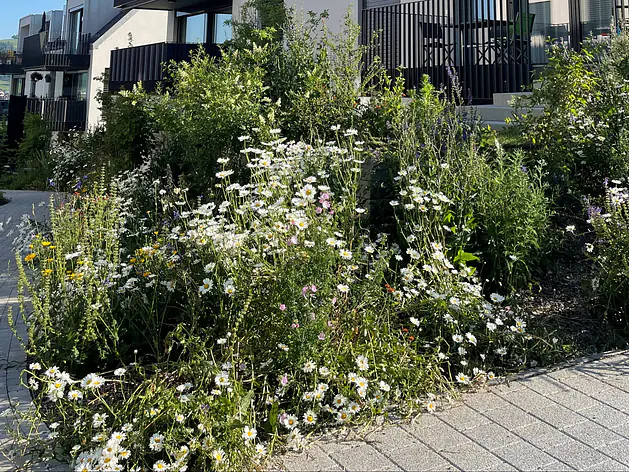 Insekten- und Bienennährpflanzen