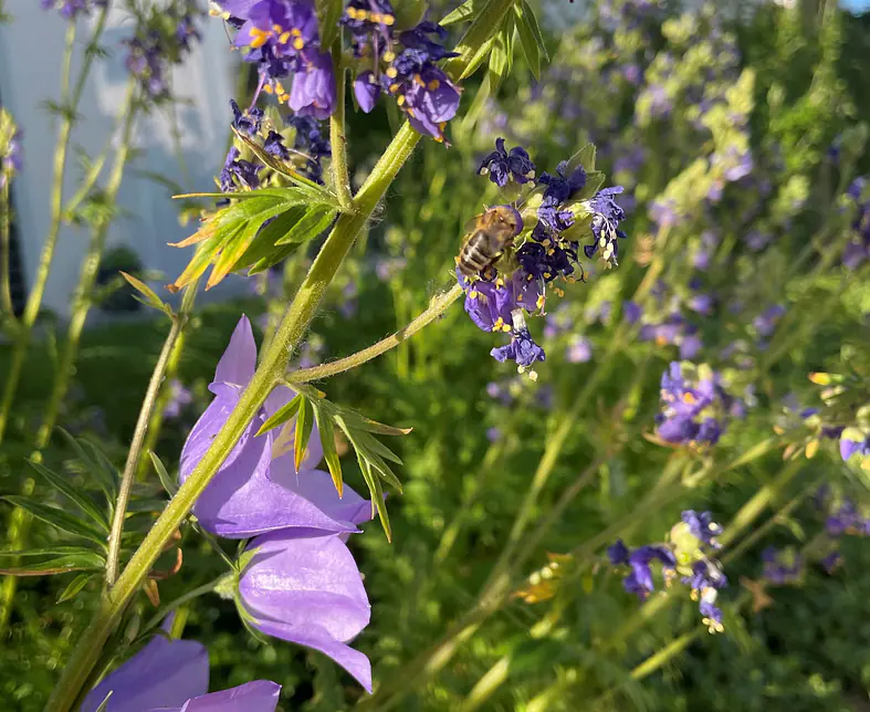 Bienen und Insektennährpflanzen_2.jpg