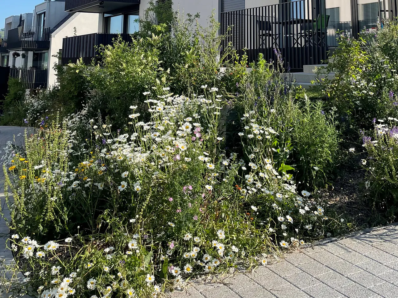 Insekten- und Bienennährpflanzen