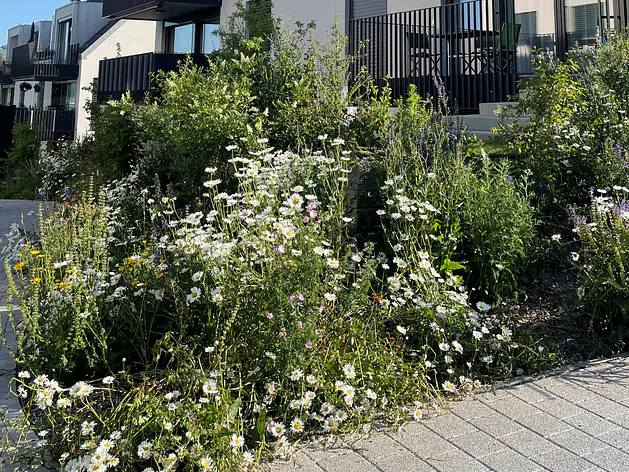 Insekten- und Bienennährpflanzen