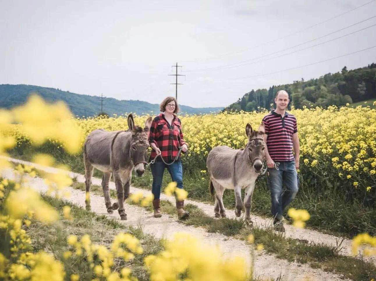 Eselhof Säge | Buch