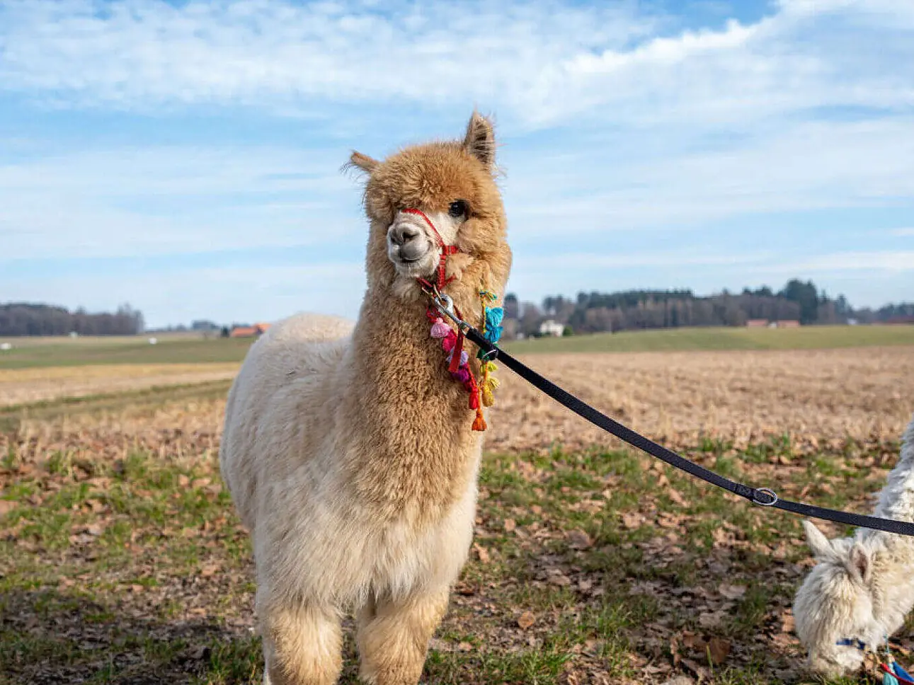Uelis-Stoeckli | Meikirch