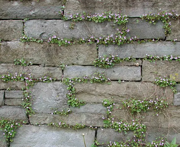 Mauer bewachsen (Cymbalaria muralis).jpeg