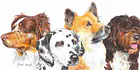 Tierbilder und Hundebuch