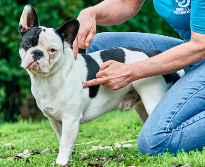 1--Emmett-Hund-Mensch-019 a-bisserl-bunt  Kopie.jpg