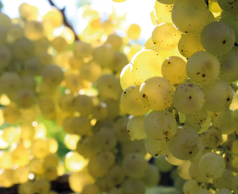 Riesling Silvaner.jpg