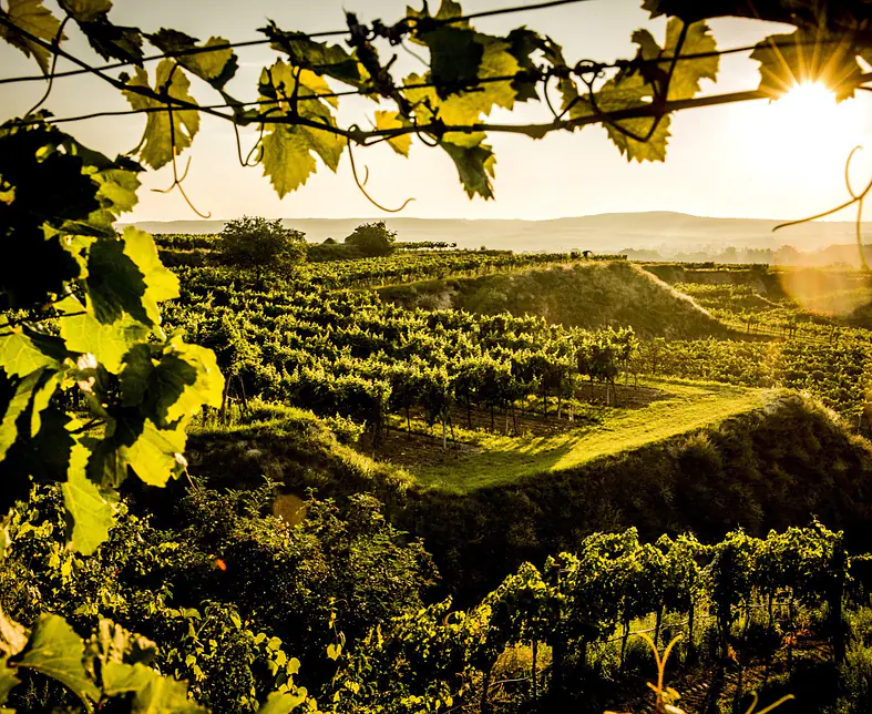 Weinregion Kamptal Gobelsberg.jpg