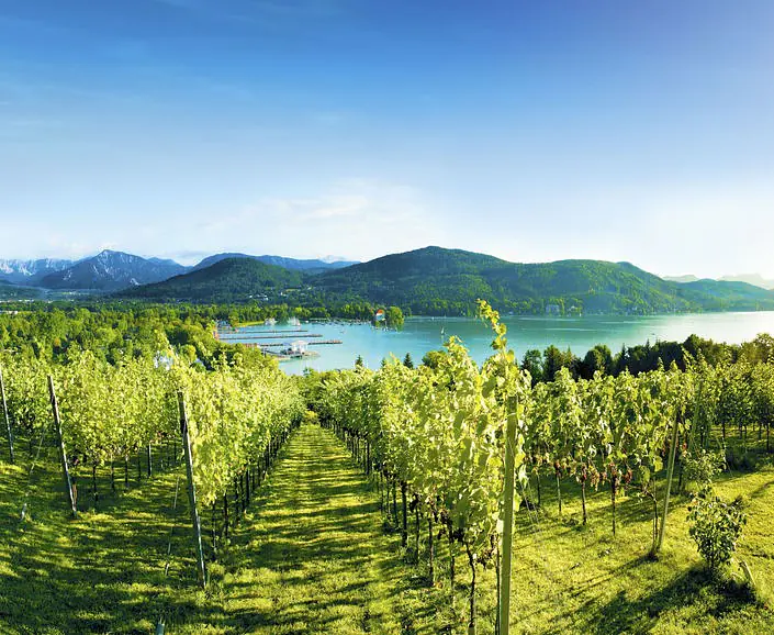 Weinregion Weinbauregion Bergland Kärnten.jpg