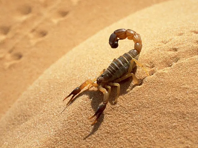 Skorpione